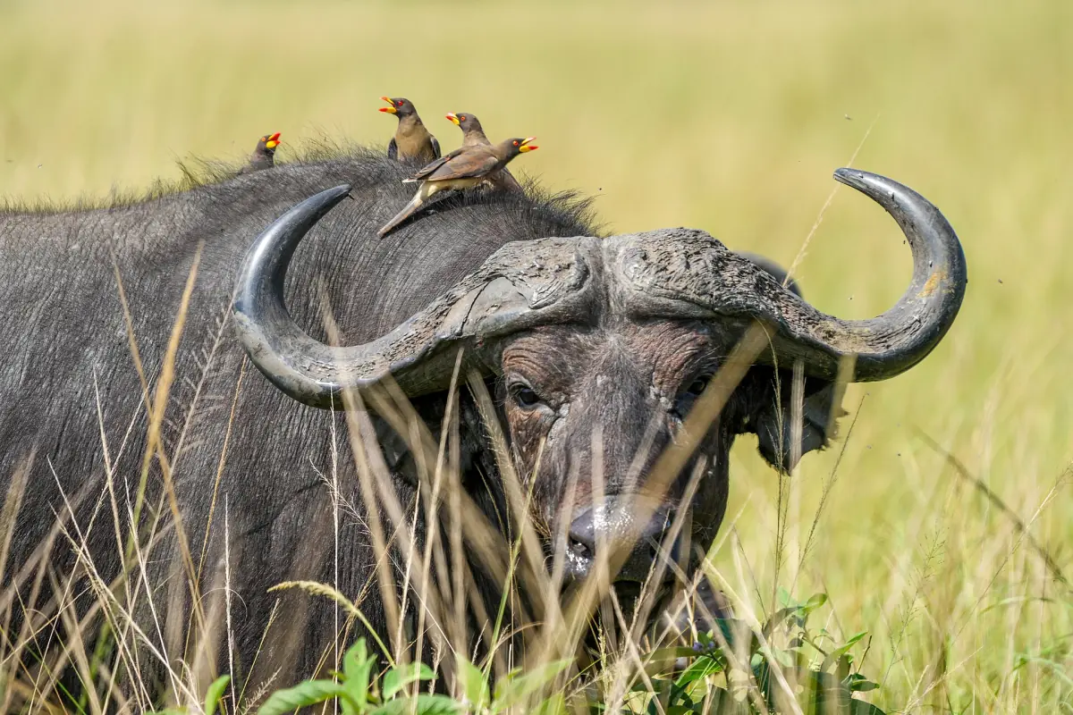 A Cape buffalo with two oxpeckers perched on its head in tall grass