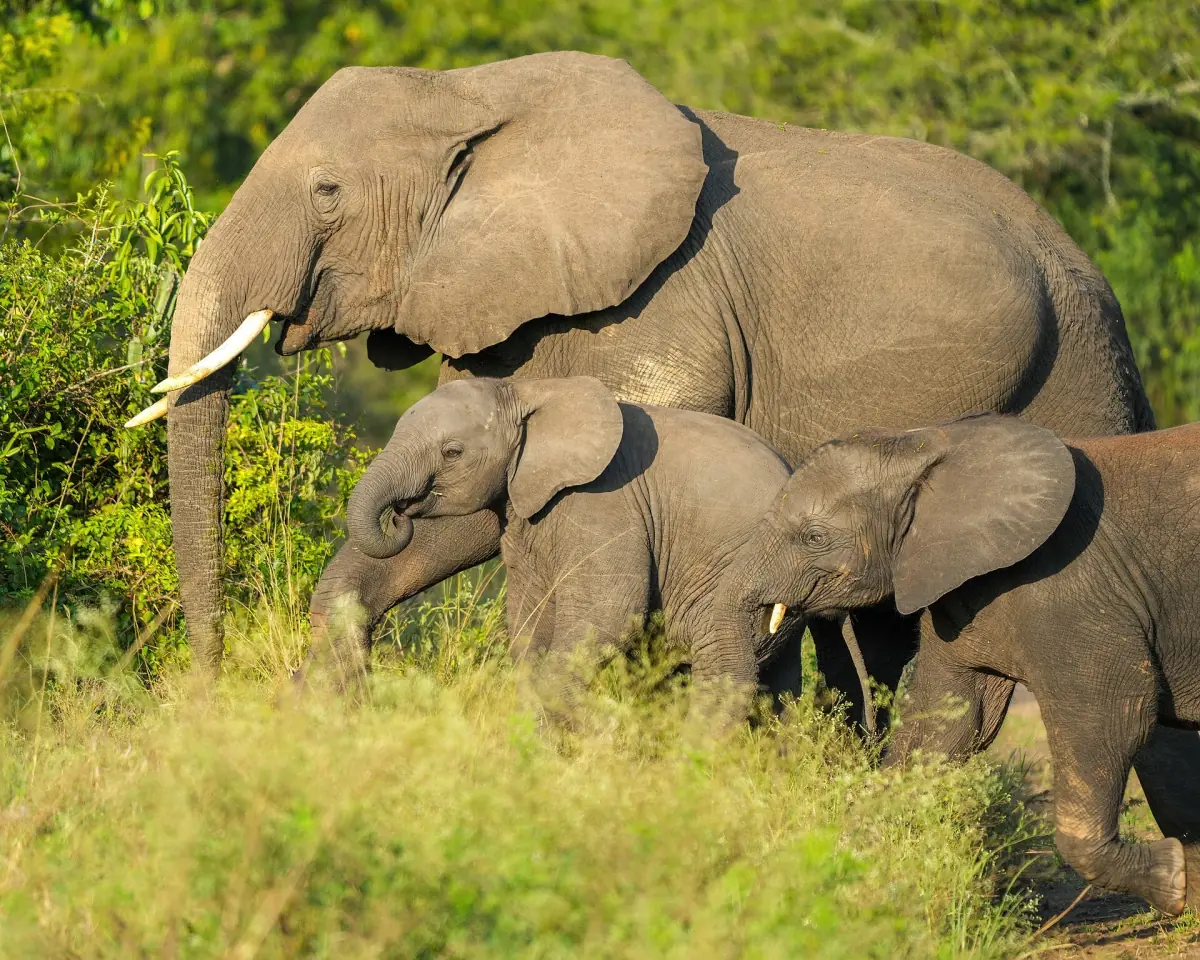 An elephant cow with two calves standing at the edge of green bush