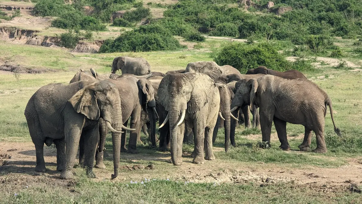 A herd of elephants standing together near water with green bush behind