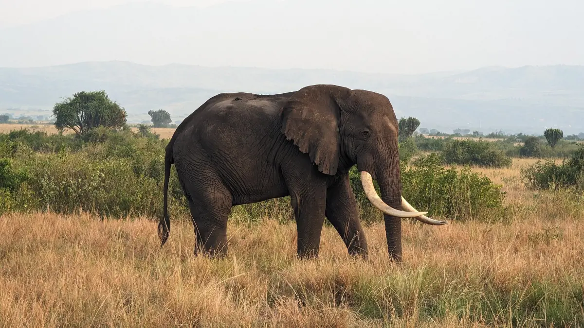 A bull elephant with tusks walking across dry savanna grass in Queen Elizabeth National Park