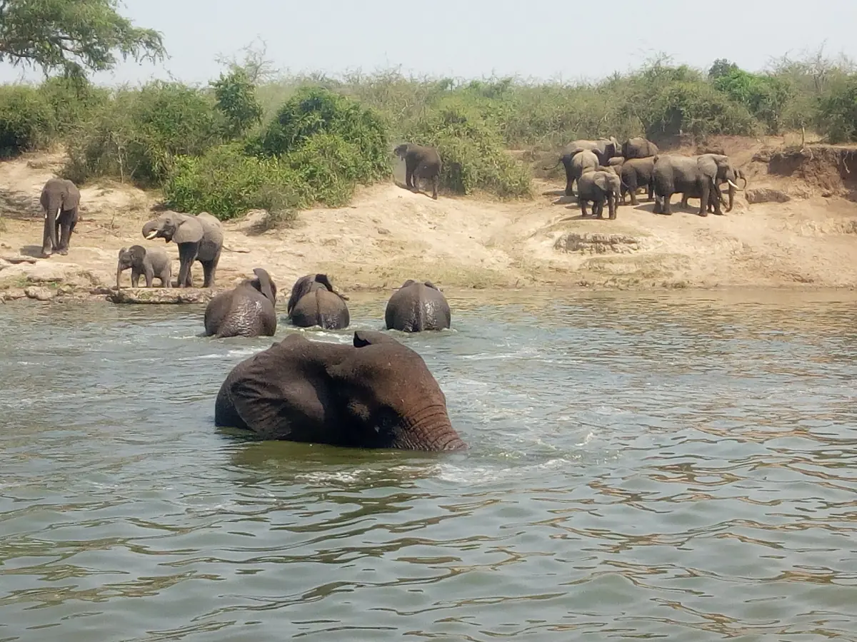 Elephants on a sandy bank with one elephant bathing in the water