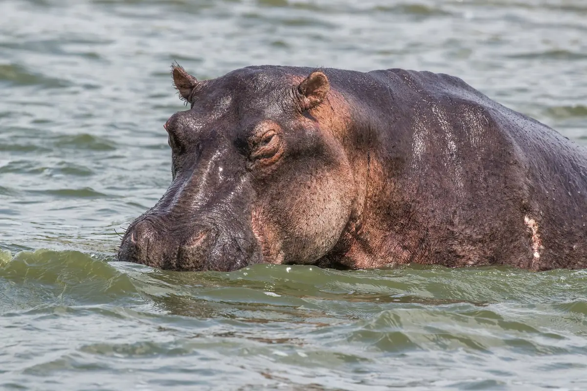 A hippo with its head and back above the water surface
