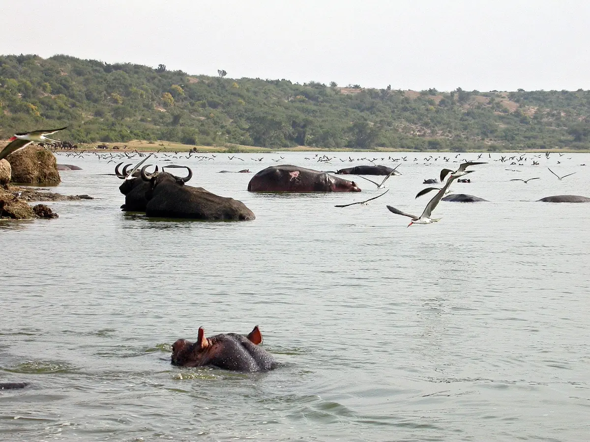 Buffalo and a hippo in the water of the channel with a wooded bank behind