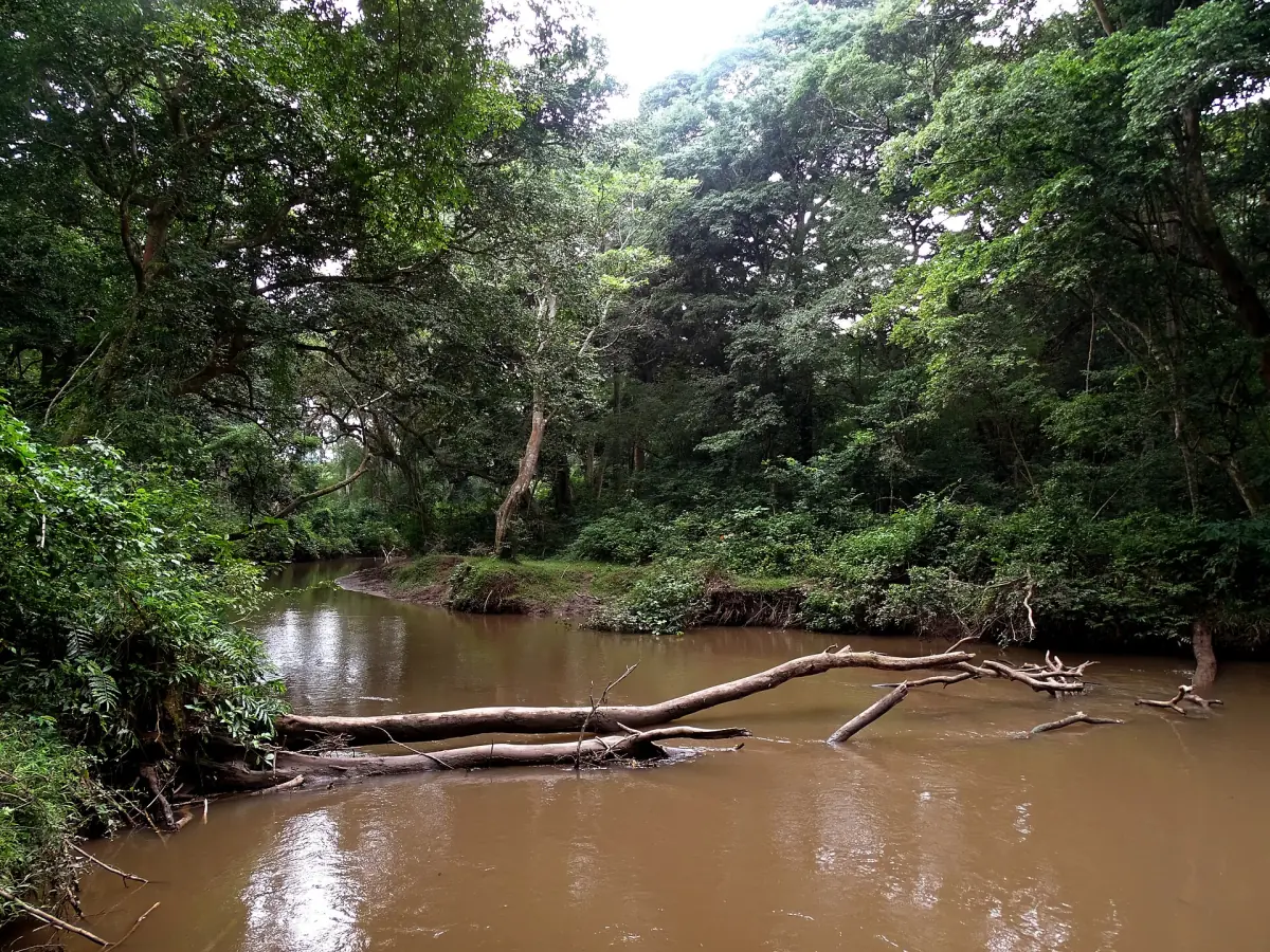 A brown river winding through dense green forest