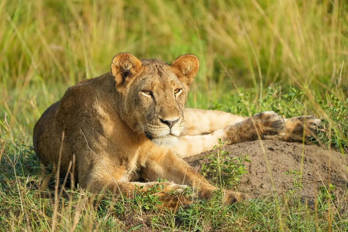A lioness lying in the grass in warm morning light