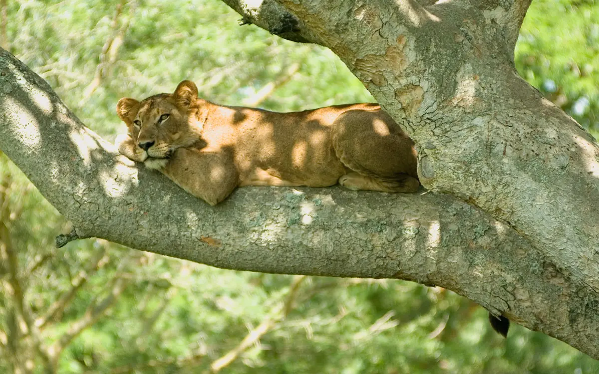 A lioness lying along a thick tree branch among green leaves