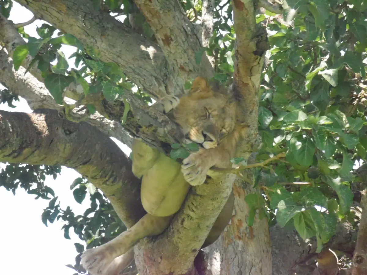 A male lion lying in the fork of a tree in Ishasha