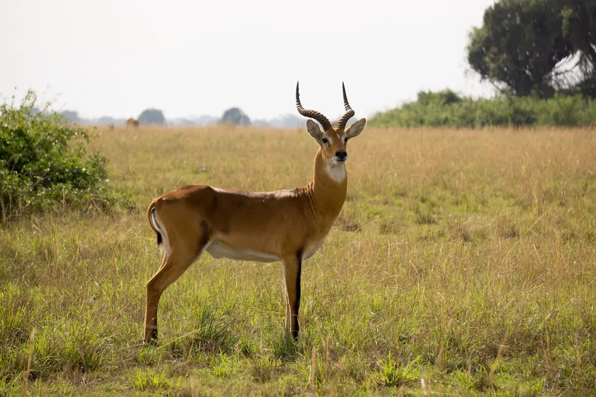 A male Uganda kob with curved horns standing in short savanna grass