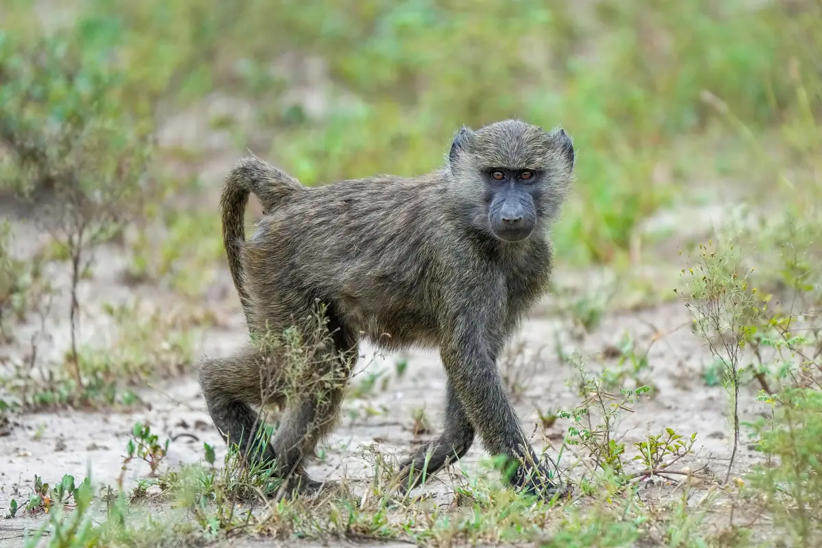 An olive baboon walking over sandy ground with grass behind
