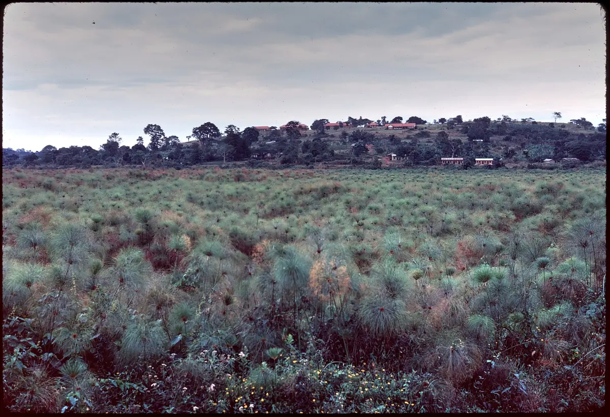 A papyrus swamp stretching to a line of trees in an old slide photo