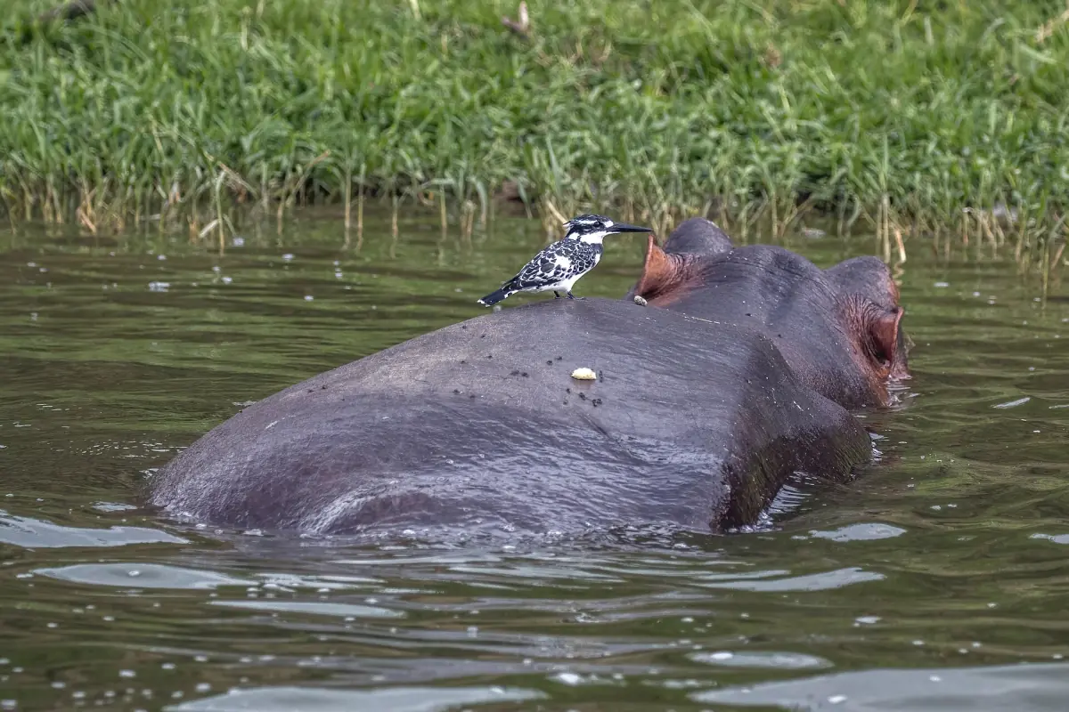 Een bonte ijsvogel zit op de rug van een nijlpaard in het water