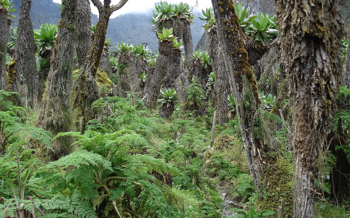 Giant heather and tree ferns in the montane forest of the Rwenzori Mountains