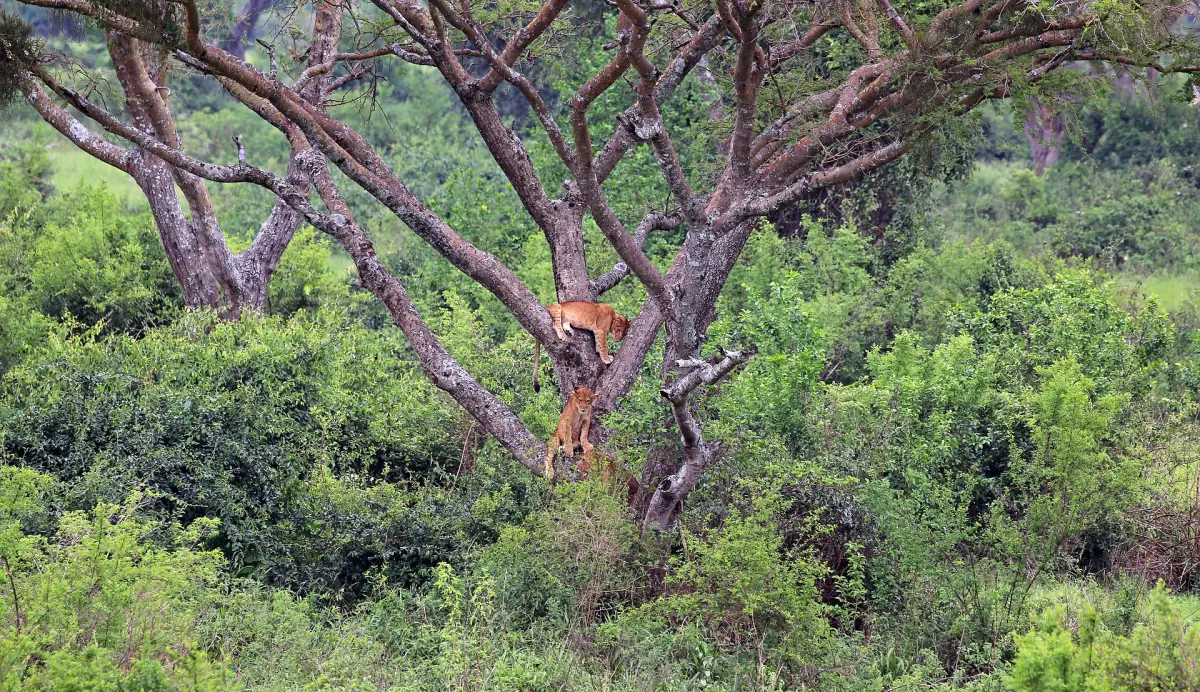 Lions resting in the branches of a large fig tree