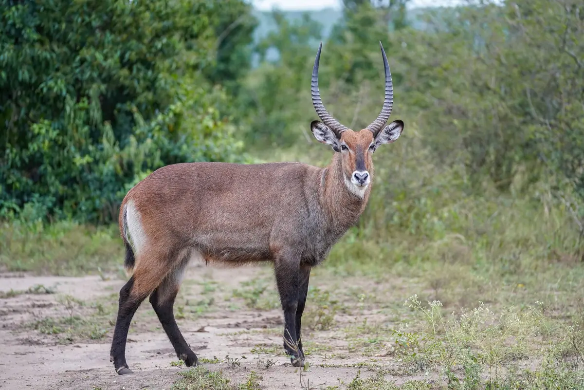 A waterbuck bull with long horns standing on bare ground by bushes